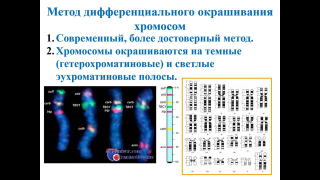 Антропогенетика рус