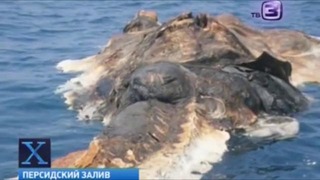 Труп динозавра всплыл в Персидском заливе. The corpse of a dinosaur surfaced