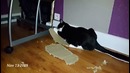 Elliot the cat vs Box