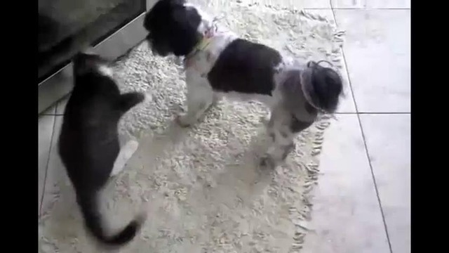 Борьба собаки с кошкой