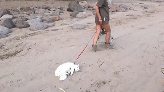 Девушка с котом по пляжу гуляет