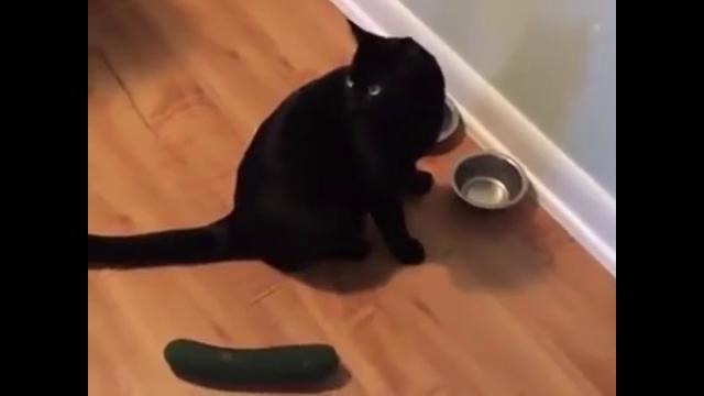 Коты против огурцов и кабачков