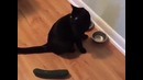Коты против огурцов и кабачков