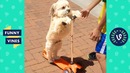 Try not to laugh – funny animals funny videos march 2019
