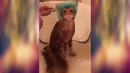 Самое идеальное купание кота, мечта просто