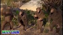 Лучшее видео COUB за июнь 2016 Best Coub за неделю | Выпуск 95