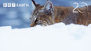 How Does A Bobcat Hunt In Winter? | 20 Years of Planet Earth II | BBC Earth