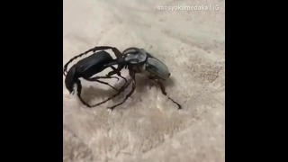 Битва жуков, ставшая хитом в сети