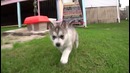 10 причин купить Хаски