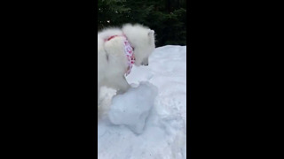 Cute Dog Attacks Snow #shorts