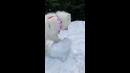 Cute Dog Attacks Snow #shorts