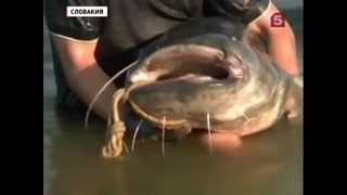 Рыбаки поймали 100 кг сома
