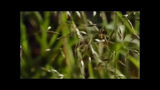 BBC – красивый фильм о природе