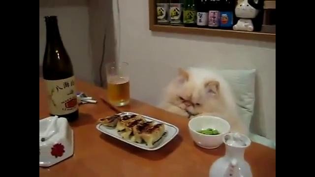 VIP-кот в ресторане