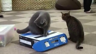 Кот упаковал кота