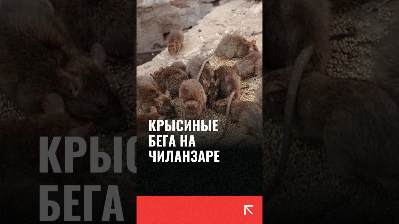 Крысиные бега на Чиланзаре - Mover.uz