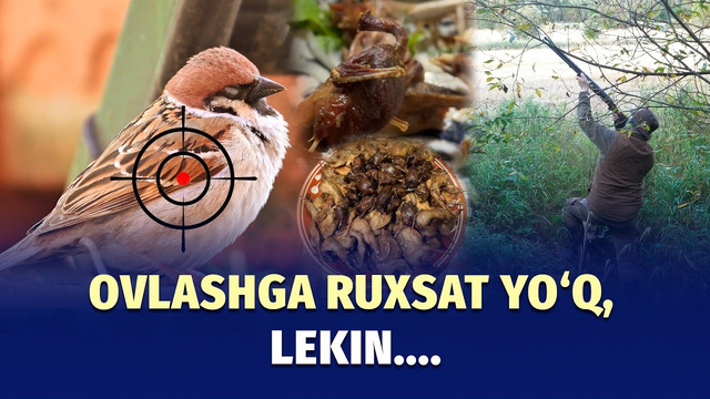 Donasi 10 ming so‘mdan: vodiy choyxonalarida pishirilayotgan chumchuqlar haqida