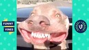 TRY NOT TO LAUGH – Cute Funny Animals Compilation. Funny Vines September 2018