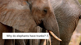 Do Elephants Cry? | Weird Animal Searches | BBC Earth