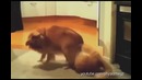 Очень наглые собаки