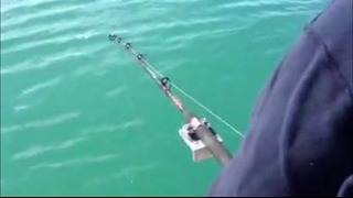 Касатка крадет у рыбака хороший улов