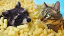 Реакция на полную ванную кукурузных палочек енота хайпа и кота штирлица