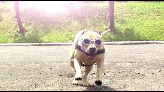 Супер-пес паркурист (Tret – super dog)