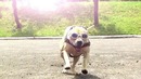 Супер-пес паркурист (Tret – super dog)