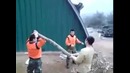 Срубил бревно с одного удара