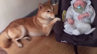 Собака впервые увидела младенца