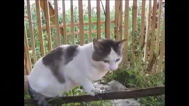 Best cube #94 russian edition