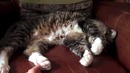 Пощикочи кота