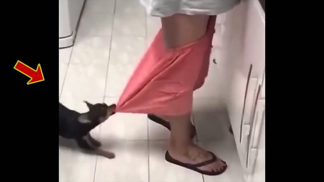 Funniest Dogs and Cats Videos 🥰 Funny Animal Videos 2023 #3