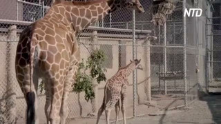 Детёныша жирафа встречают в зоопарке США