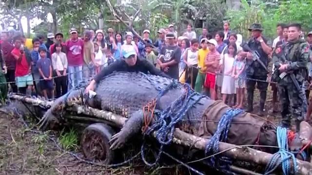 Пойман самый большой крокодил в мире