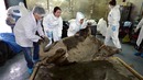 Замерзшие во льду животные
