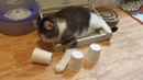 Котейка-напёрсточник)