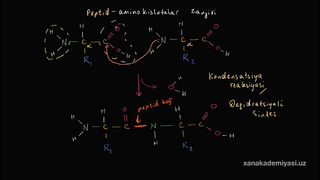 48 Peptid bogʻ shakllanishi | Uglerodning xususiyatlari | Biologiya | Khan Academy Oʻzbek