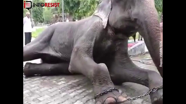 Слон празднует годовщину своего освобождения