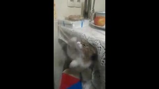 Любимое занятие кошки на кухне