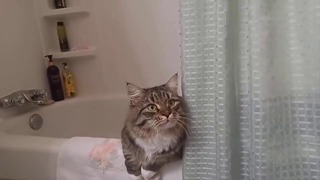 Смотри как смешной кот играет в прятки