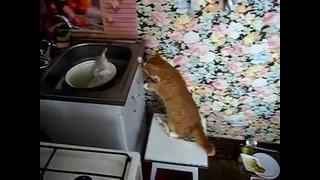 Кошак впервые увидел живую рыбу