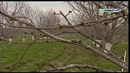 Гилос парвариши