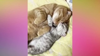 Кошки и Котята – Заботливые Кошки-Мамы – Самая Милая Подборка