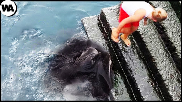Эти Опасные Морские Животные Оказались Дружелюбными