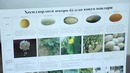 5. Қовунни экспортга тайёрлаш маркетинг стандартлари
