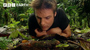 The Remarkable Wildlife of Costa Rica | Deep Into The Wild | BBC Earth