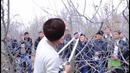 "YASHIL SAYYORA" кўрсатувида Мевали (уруғли) дарахтларга қишки шакл бериш