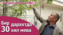 Бир дарахтда 30 хил мева