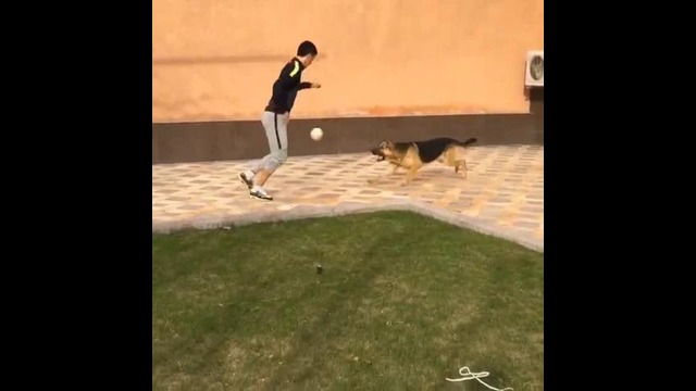 Sardor Rashidov ovcharka bilan o‘tkazgan